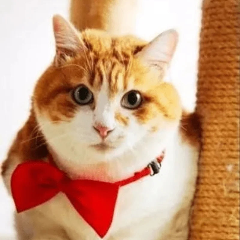 Pet Bowtie Collar